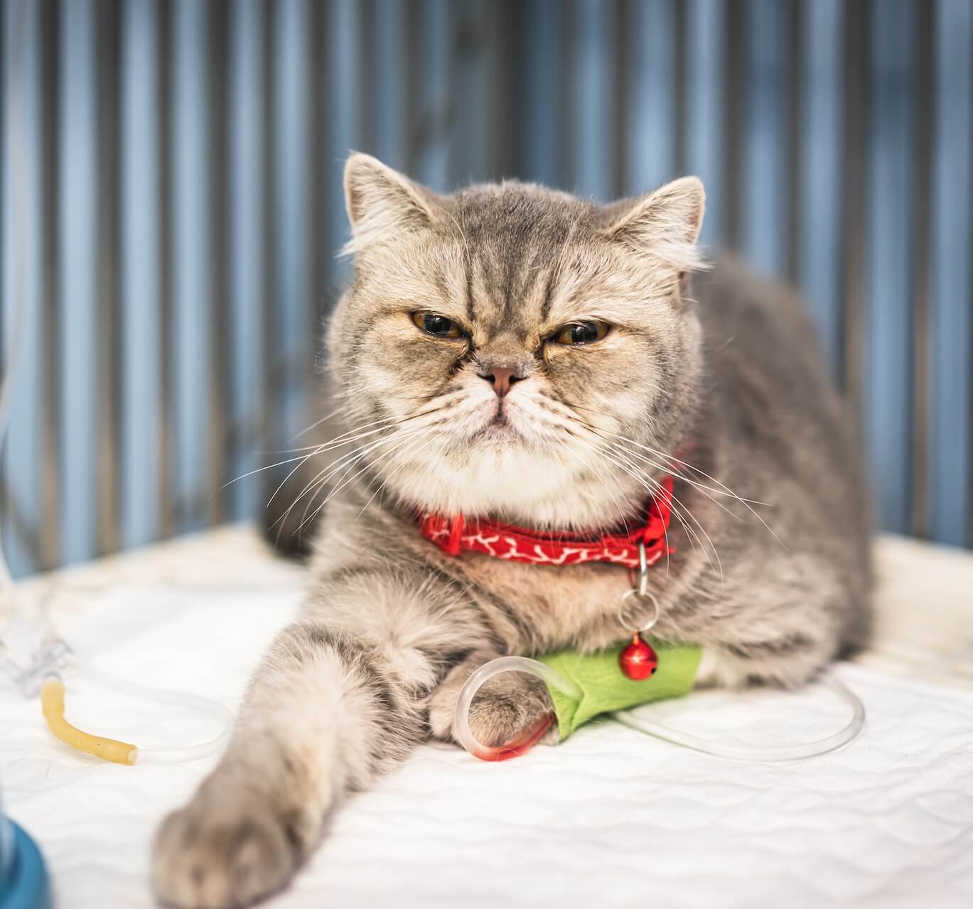 Pet Emergencies in New York, NY 