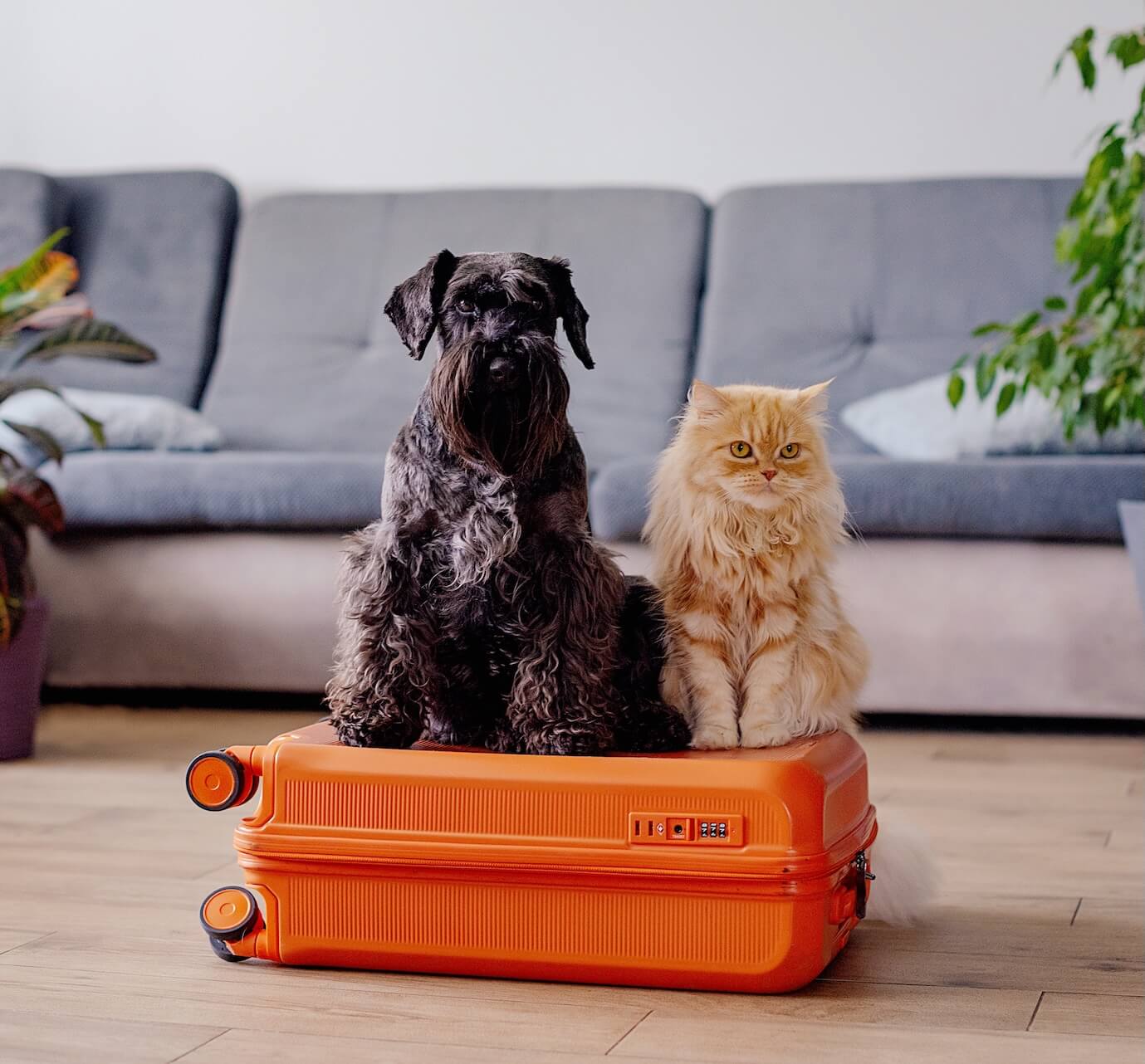 Pet Travel in New York, NY 