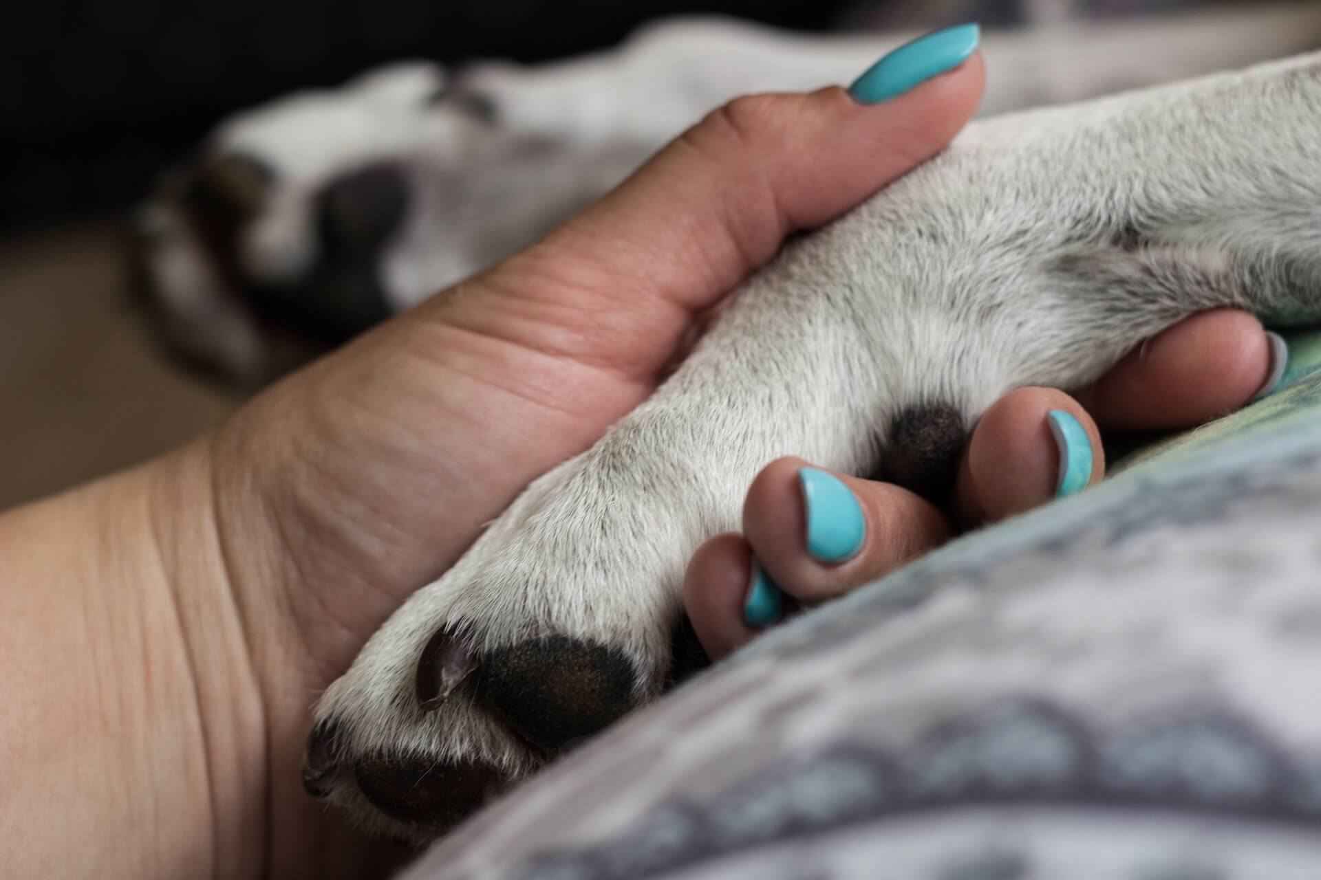 Veterinary Care in New York, NY 