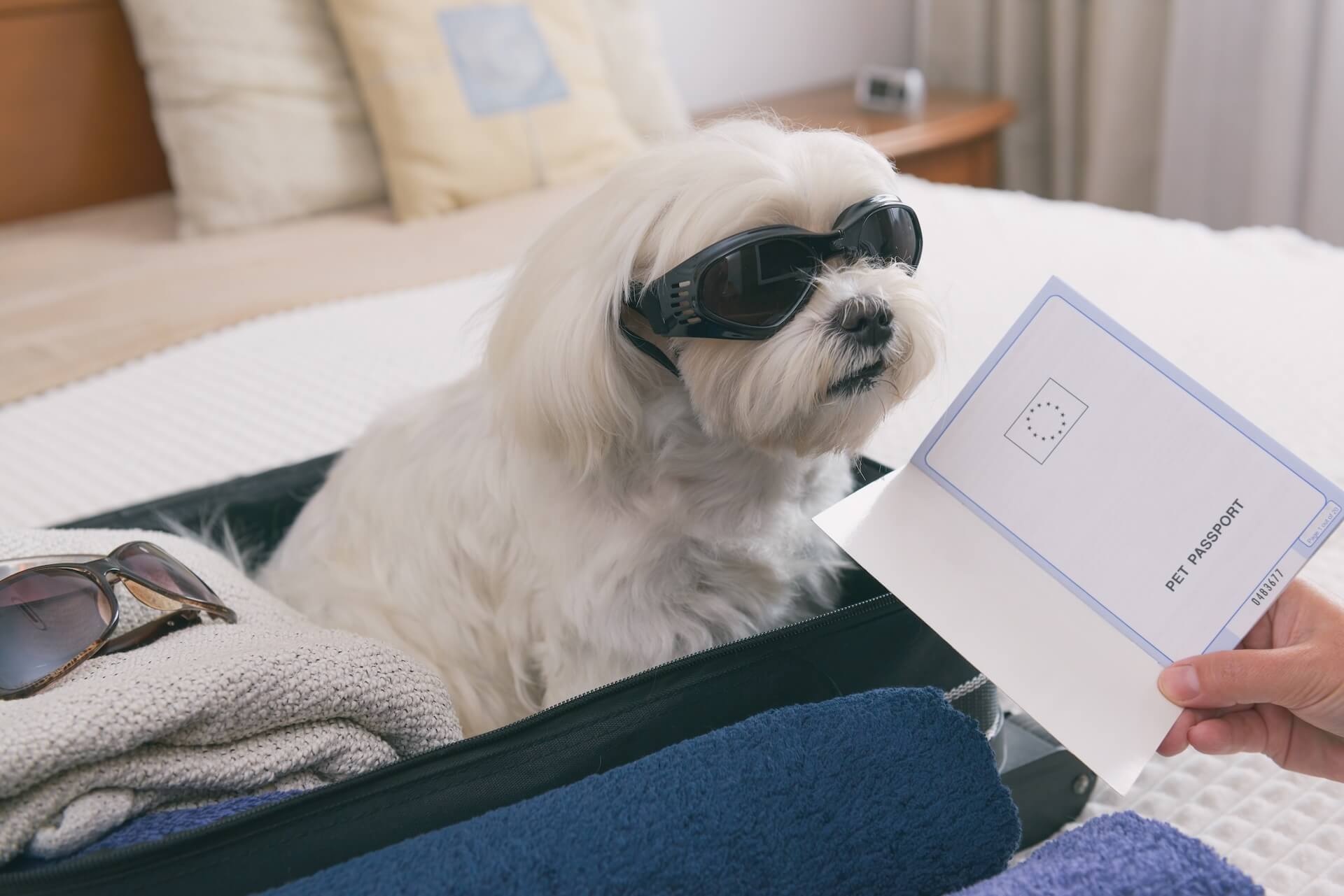 Veterinary Travel Certificates in New York, NY 