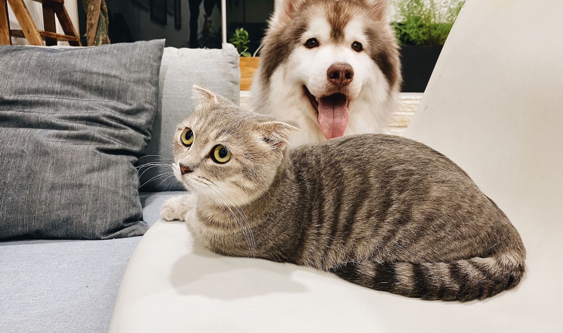 Veterinary House Calls in New York, NY 