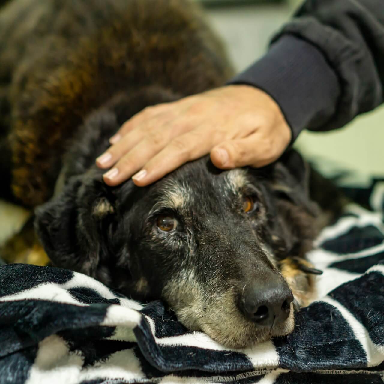 Pet Euthanasia in NYC