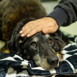 Pet Euthanasia in New York