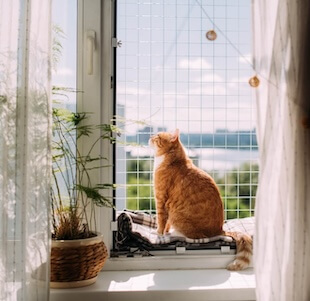 Pet House Calls in New York
