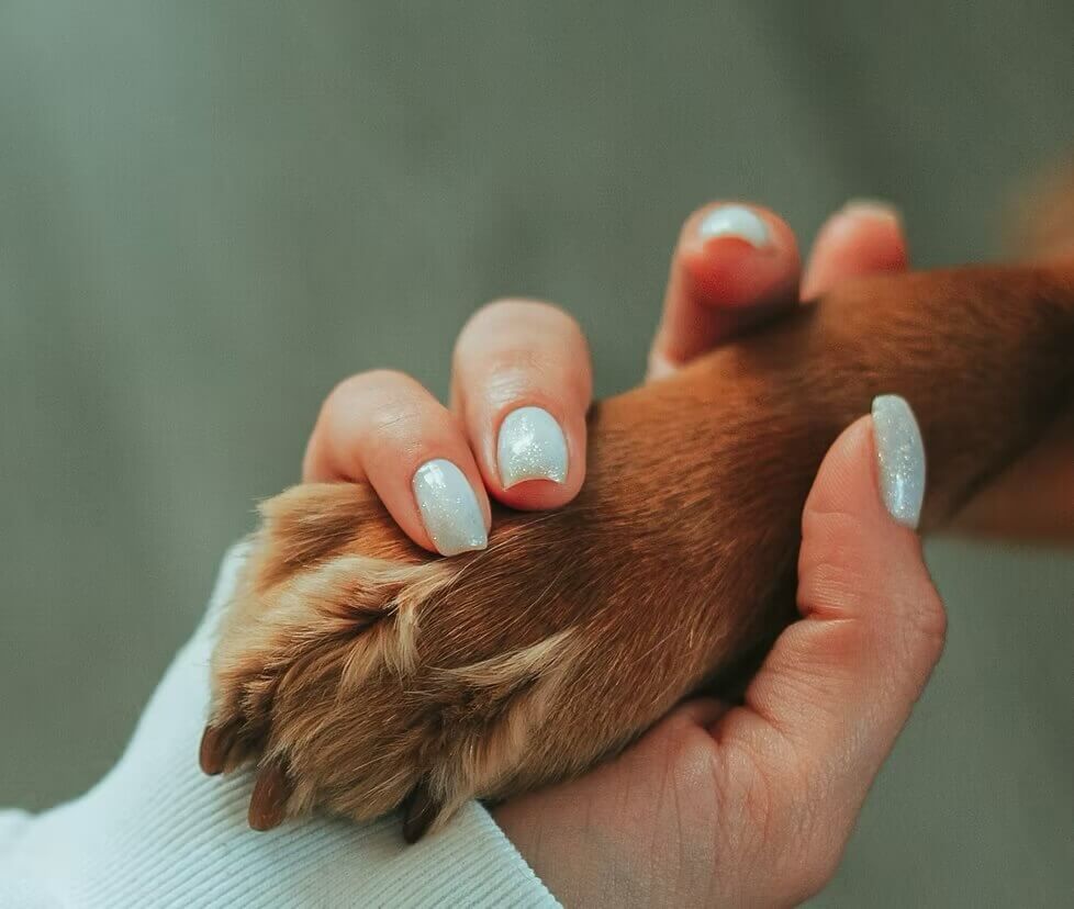 Pet cremation and aftercare services in New York, NY