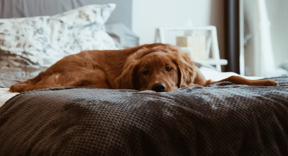 Pet euthanasia services in New York, NY