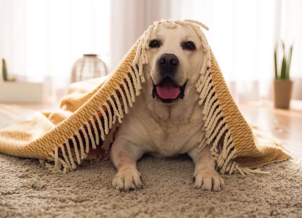 Pet Senior Care in New York, NY 