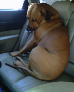 Pet Summer Safety Tips in Cars New York, NY 