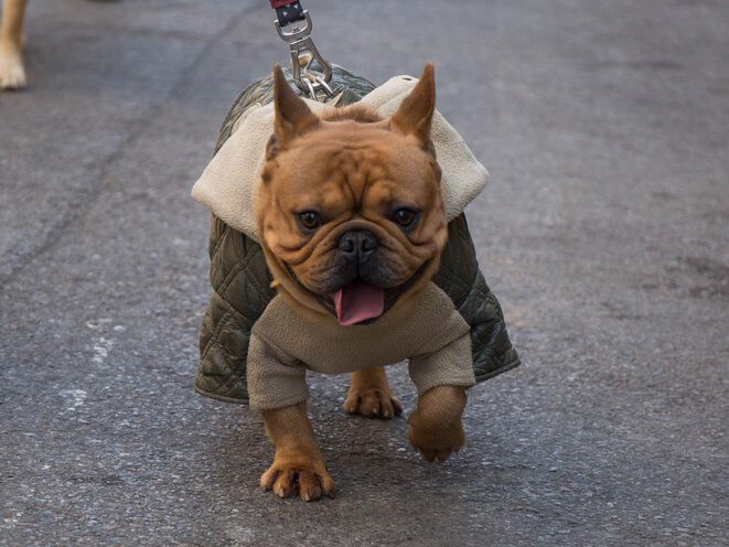 Pet Travel Certification in New York, NY 
