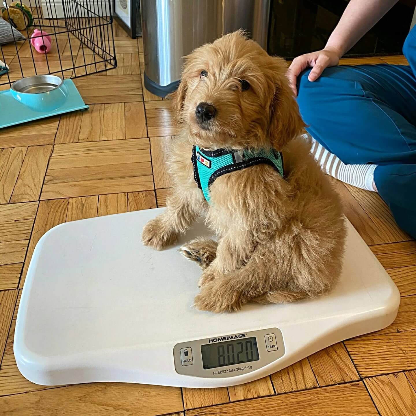 Pet Wellness Care near me in New York, NY 