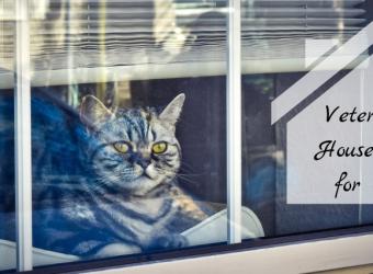 Veterinary House Calls for Your Cat